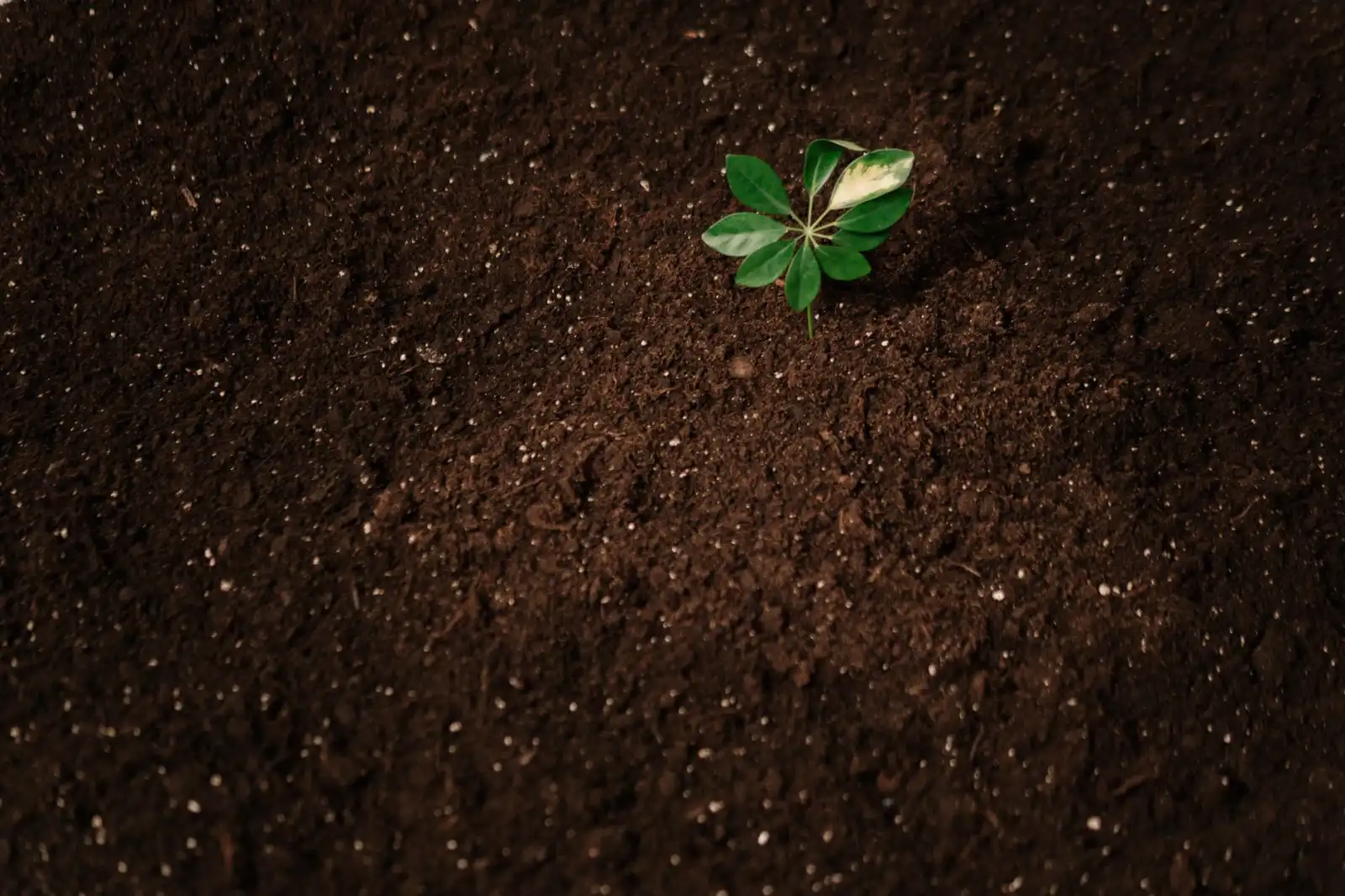 少儿体适能训练对青少年身体素质提升的长期影响研究